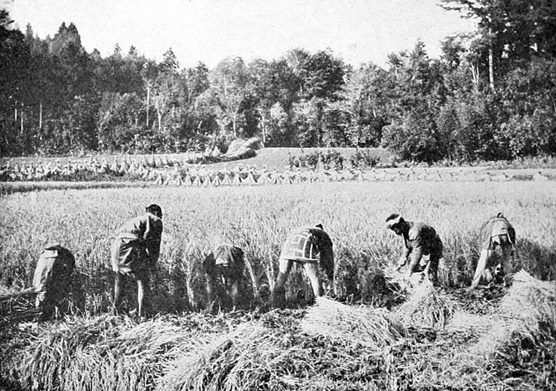 Japanese farmers harvesting rice circa 1911